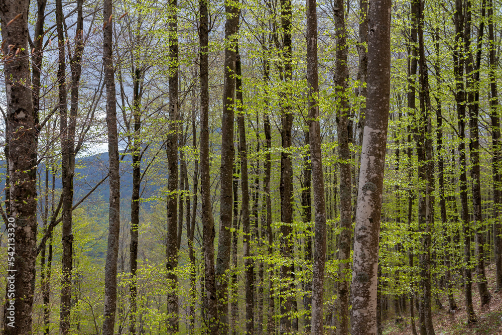 undergrowth landscape with trees landscape undergrowth landscape with trees landscape