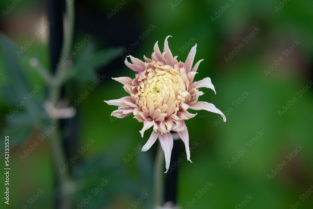 菊 菊