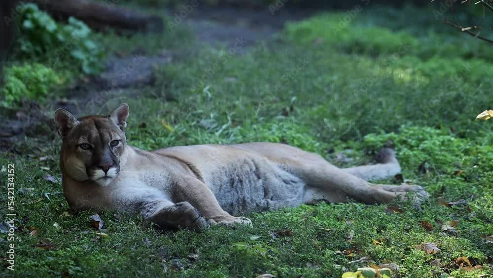 Beautiful Canadian Cougar, Puma Concolor hunting in wildlife at Canada forest in morning sun rays. 4k 120fps super slow motion raw footage Beautiful Canadian Cougar, Puma Concolor hunting in wildlife at Canada forest in morning sun rays. 4k 120fps super slow motion raw footage
