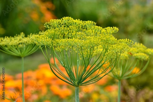 close up of flowers