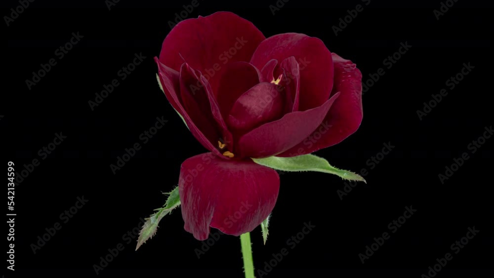 Beautiful fresh red rose opening, close up. Spa concept. Wedding, Birthday, Valentines day, Mothers day concept. Beautiful fresh red rose opening, close up. Spa concept. Wedding, Birthday, Valentines day, Mothers day concept.