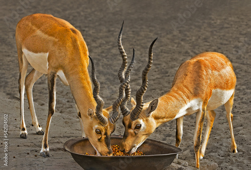 Black bucks sharing food in Suhanra National Park photo