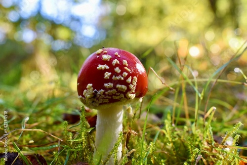 fly agaric mushroom