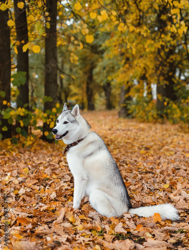Siberian Husky on the background of the autumn park