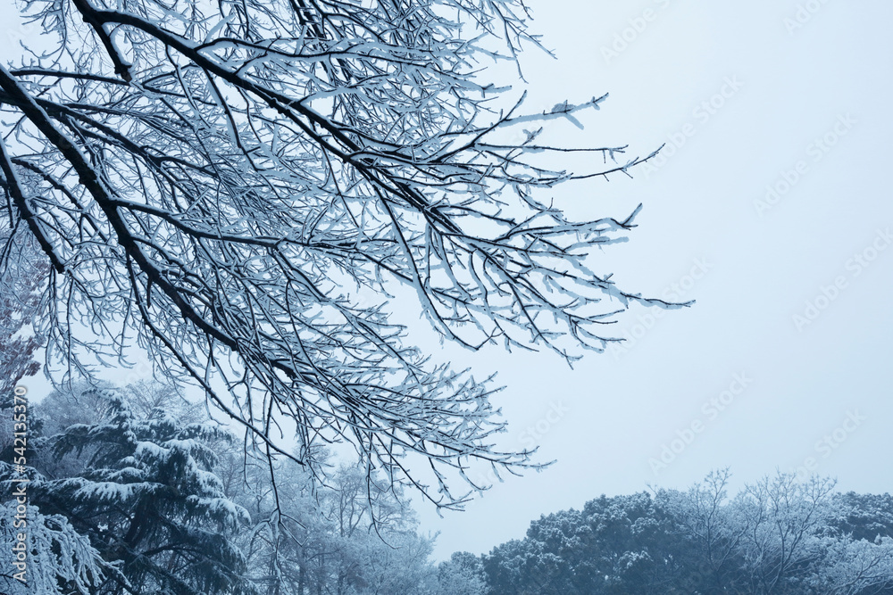 trees in winter