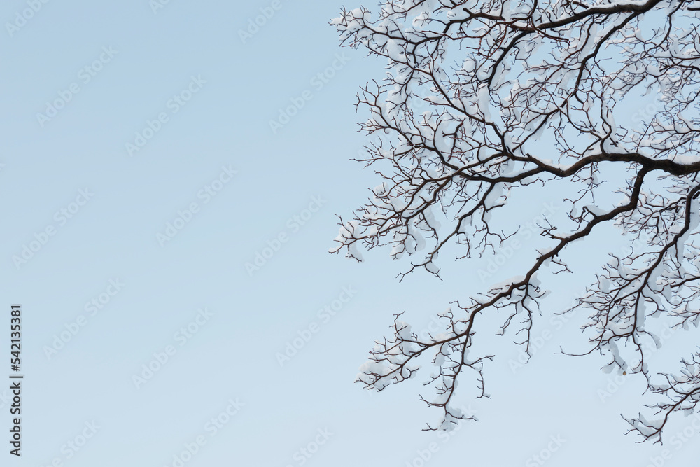 snow covered branches of trees against sky snow covered branches of trees against sky
