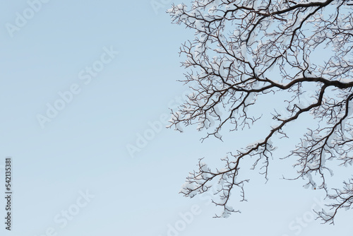 snow covered branches of trees against sky