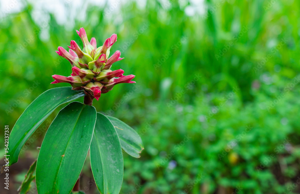 Red wild flowers blooming against green plant leaves background. Beauty in nature concept. Red wild flowers blooming against green plant leaves background. Beauty in nature concept.