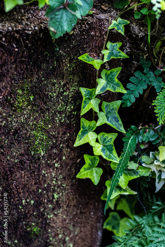 Variegated english ivy climbs down a brown log