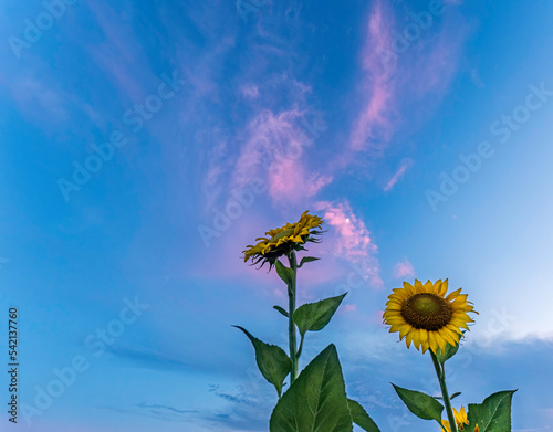 Sunflowers and pink clouds
