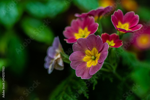 A single primrose flower pops out of the bunch with its stem showing