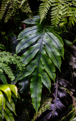 Dark green fern frond sticks out of the shadows surrounded
