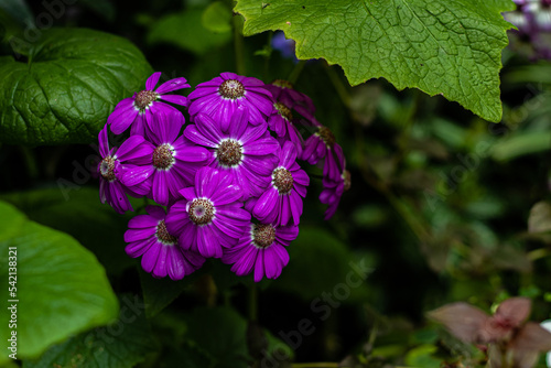 A bunch of pink petaled flowers pop from the greenery far photo