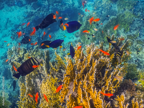 different colorful fishes between corals in the sea while diving