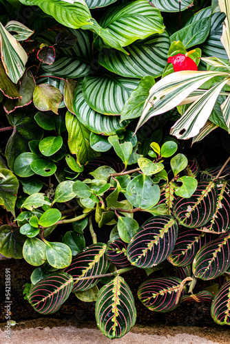 A variety of indoor house plants bunched up close together sit just above the ground