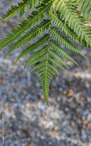 A ponga fern frond points downward in front of the ground