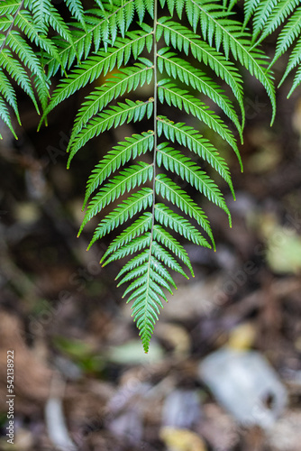 A ponga fern frond points downward in front of the ground
