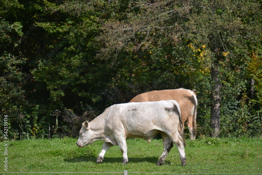 Two cows in the pasture looking for food Two cows in the pasture looking for food