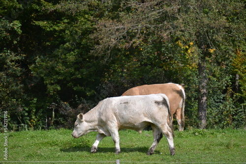 Two cows in the pasture looking for food