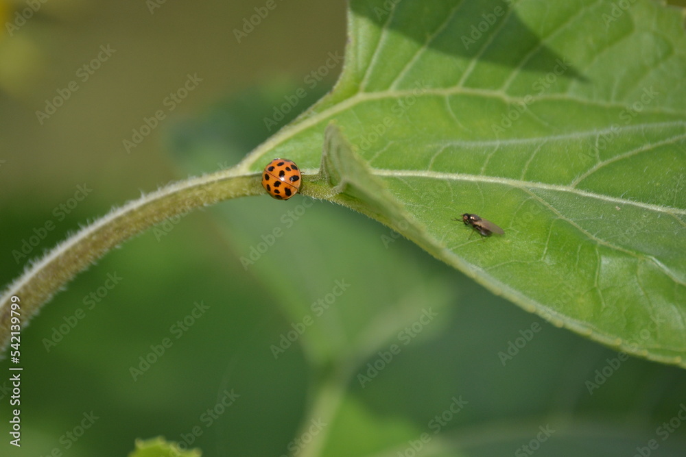 A ladybug and a small fly on a green leaf A ladybug and a small fly on a green leaf