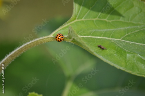A ladybug and a small fly on a green leaf