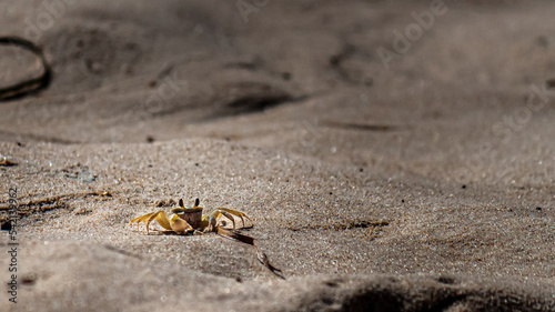 crab on the beach photo