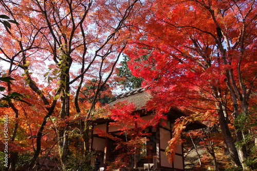 京都・常寂光寺の紅葉