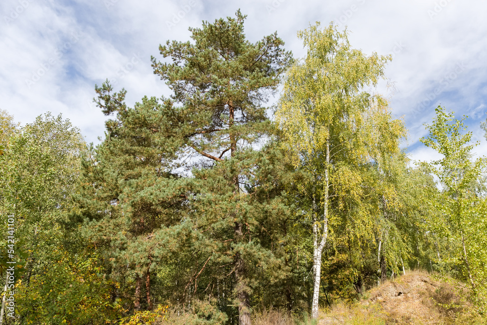 Fototapeta premium Fragment of forest with pine and birch on a foreground