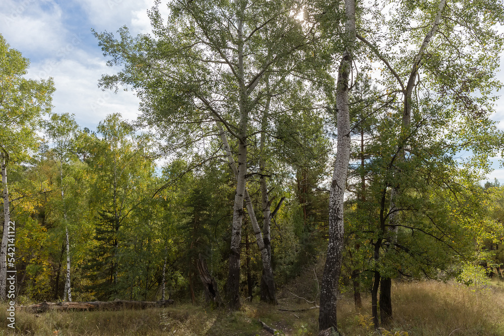 Old aspens on hill slope in the autumn forest