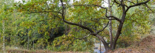 Fototapeta Naklejka Na Ścianę i Meble -  Common oak which two crooked sloping trunks on hill top