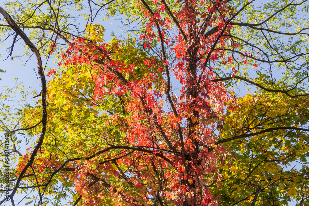 Maiden grapes stems creeping along the tree trunk in autumn