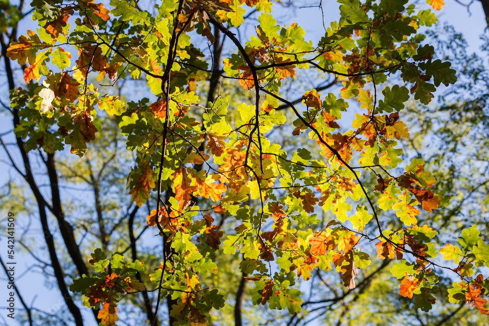 Common oak branches with autumn leaves on blurred background backlit Common oak branches with autumn leaves on blurred background backlit