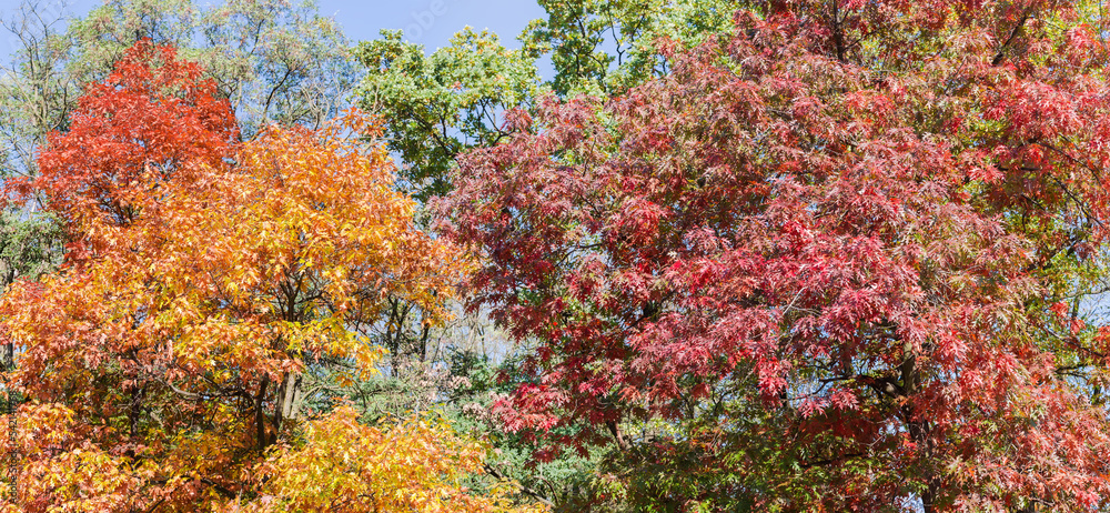 Red oaks with bright autumn leaves of various color tints