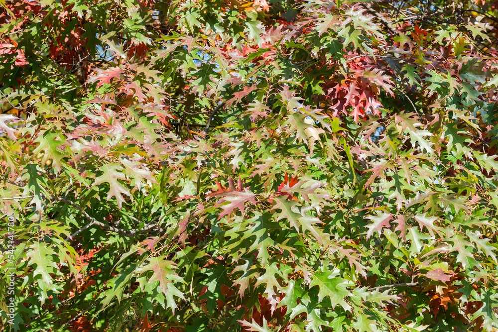 Red oak branches with bright autumn leaves in sunny weather Red oak branches with bright autumn leaves in sunny weather