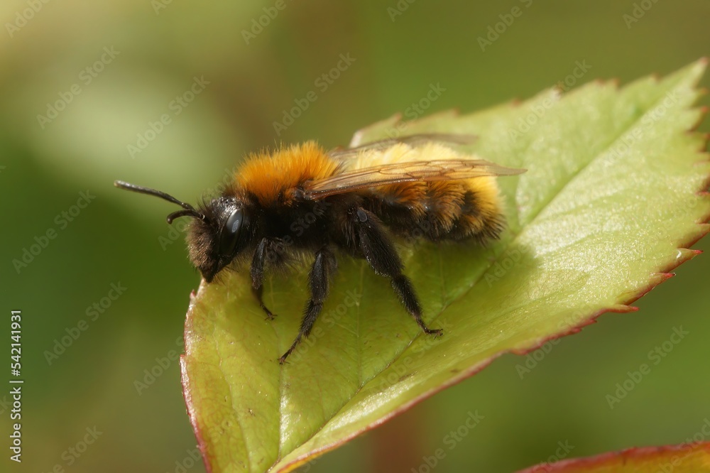 Closeup on a female Tawny mining bee, Andrena fulva, sitting on a green leaf Closeup on a female Tawny mining bee, Andrena fulva, sitting on a green leaf
