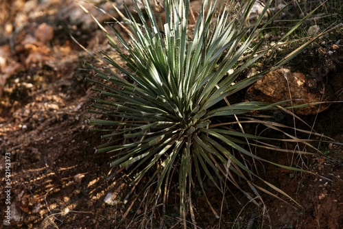 Closeup of Yucca harrimaniae in the Catalina State Park in Arizona, USA