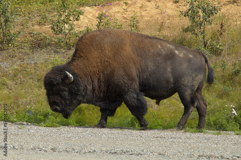 Bisons at the road in Yukon,Canada,North America
Bisons at the road in Yukon,Canada,North America