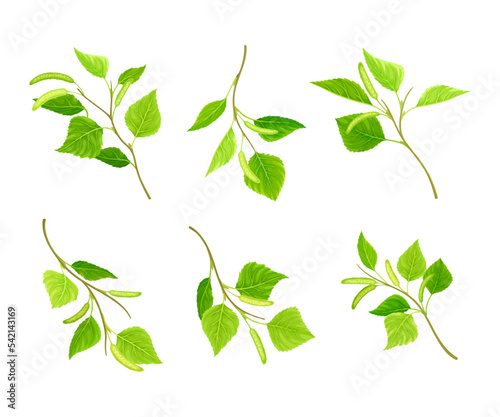 Set of spring birch twigs with green leaves and catkins vector illustration