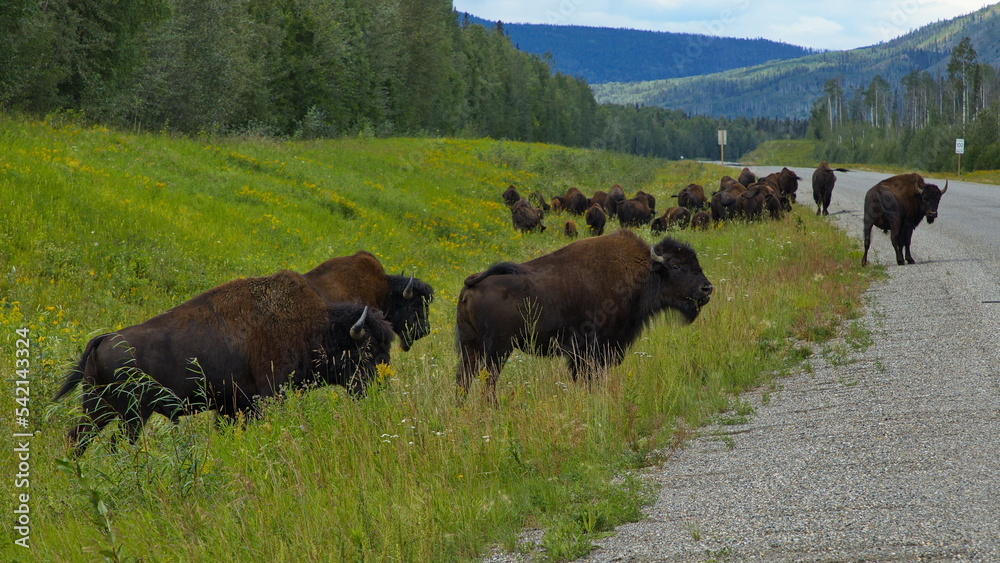 Bisons at the road in Yukon,Canada,North America
