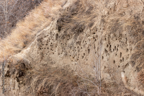 Slope of a clayey rock dotted with nests of swifts