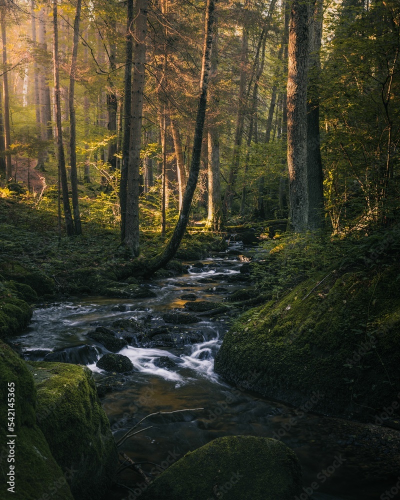 Vertical shot of a beautiful stream in a mysterious forest in Czech Republic Vertical shot of a beautiful stream in a mysterious forest in Czech Republic