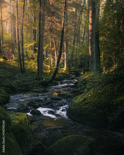 Fototapeta Naklejka Na Ścianę i Meble -  Vertical shot of a beautiful stream in a mysterious forest in Czech Republic