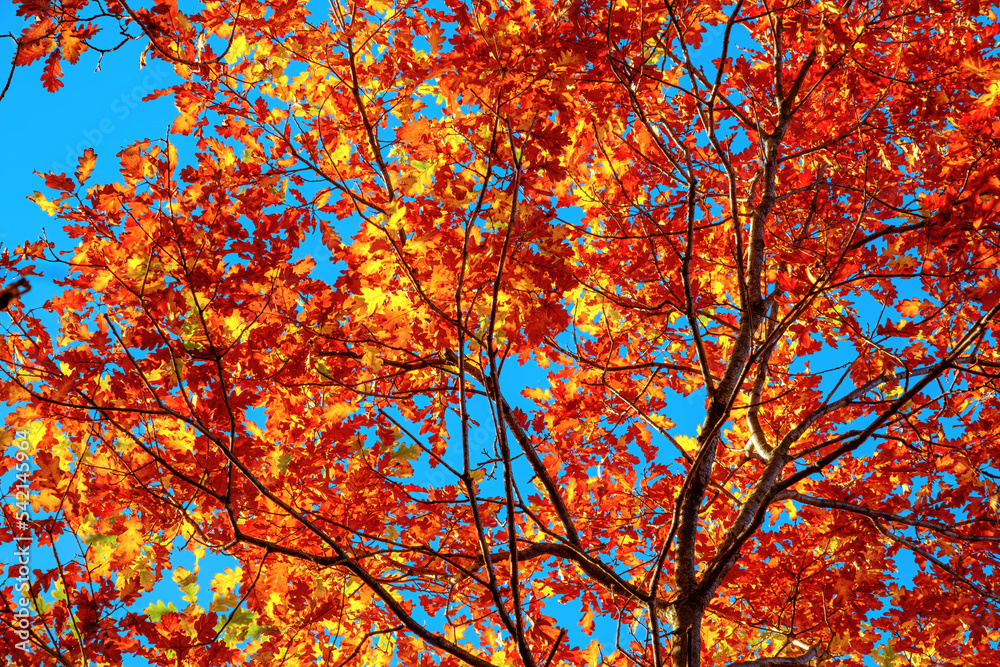 autumn oak branches on the blue sky, bottom view autumn oak branches on the blue sky, bottom view