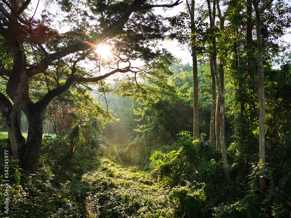 Fototapeta premium Scenic forest of fresh green deciduous trees framed by leaves, with the sun casting its warm rays through the foliage