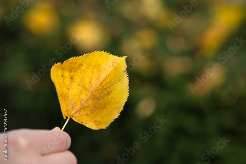 hand holding yellow leaf