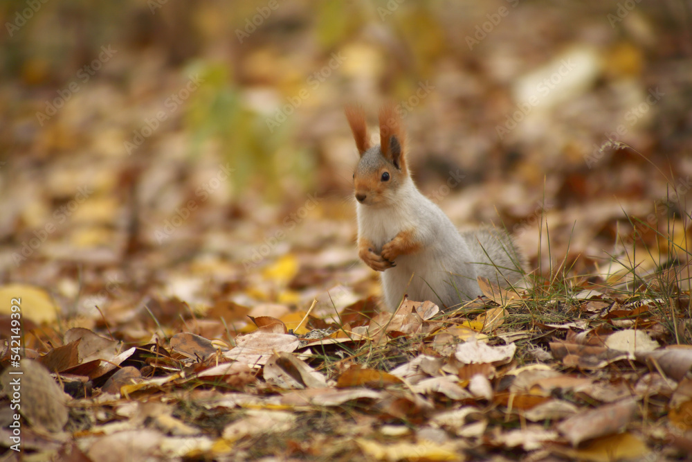 cute squirrel sitting in grass and yellow leaves in autumn park cute squirrel sitting in grass and yellow leaves in autumn park