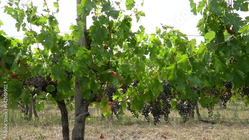 grapes on the vine fall
