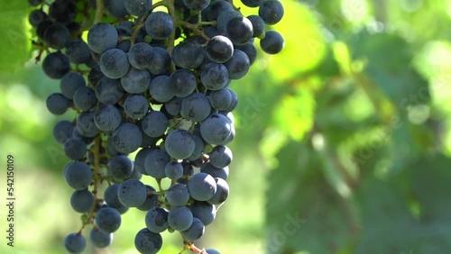 red grapes on vine sunset fall harvesting