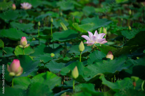 Pink lotus flower plants in pond. 