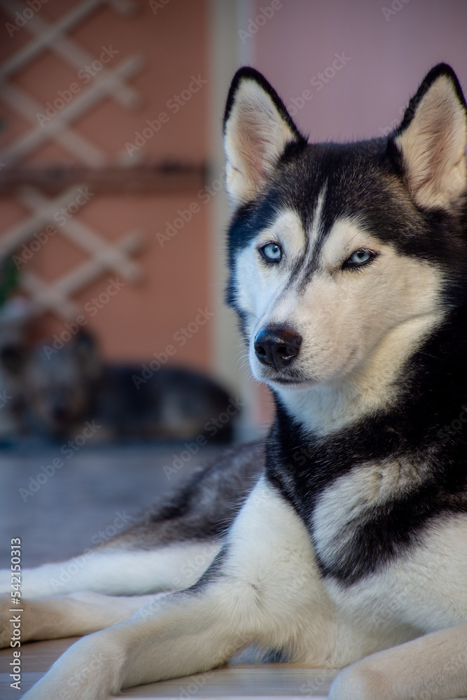 portrait of beautiful siberian husky dog portrait of beautiful siberian husky dog